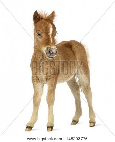 Side view of a young poney, foal facing against white background