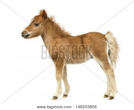 Side view of a young poney, foal against white background
