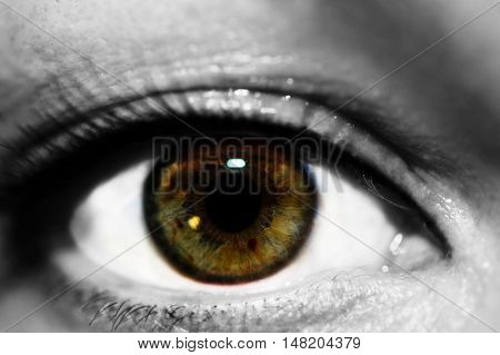 makro photo of female dark green eyes