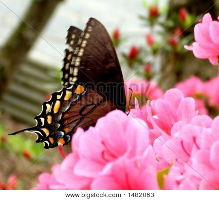 Farfalla In giardino 4