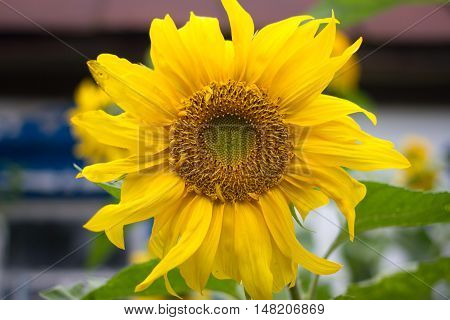 Sunflower igarden design. Yellow flower, countryside bright color, Ukraine