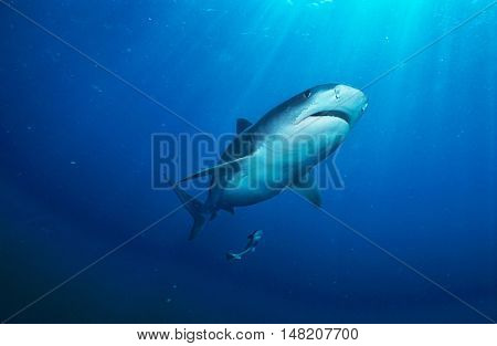 Tiger Shark (galelcerdo cuvieri), underwater view