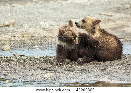Funny brown bear cubs on the shore of Kurile Lake. Southern Kamchatka Wildlife Refuge in Russia.