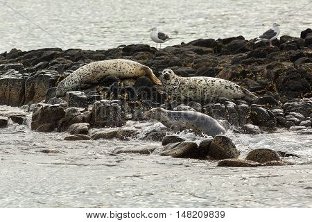 Pusa is a genus of earless seals. Island in the Pacific Ocean near Kamchatka Peninsula.