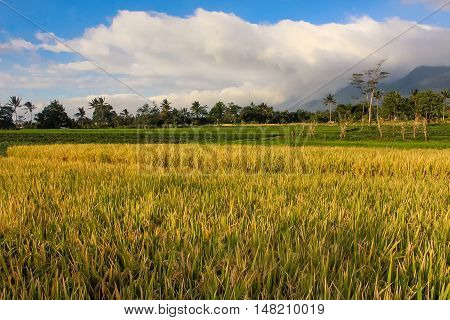 Landscape Sunny Mountain. ( Ciremai mountain landscape, the picture is taken from a paddy field of location Linggarjati Kuningan, West Java. Date: 23 Agusutus 2016)