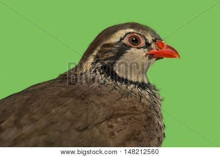 Close-up of a side view of Red-legged partridge, Alectoris rufa against green background