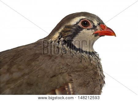 Close-up of a side view of Red-legged partridge, Alectoris rufa against white background