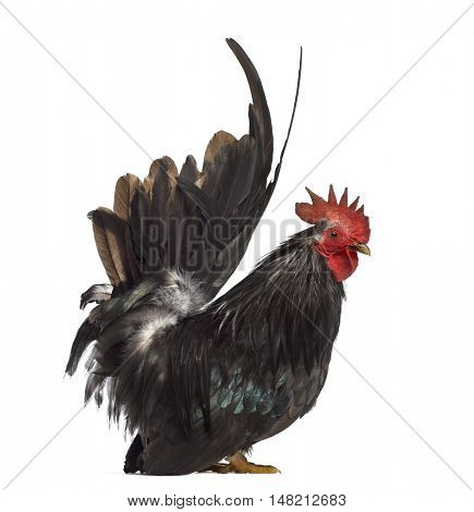 Side view of a Japanese bantam or Chabo isoleted on white