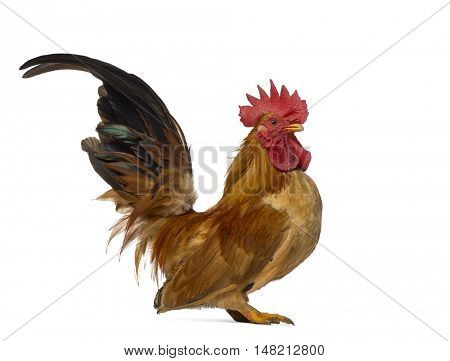 Side view of a Japanese bantam or Chabo isoleted on white