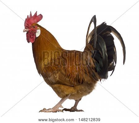 Back view of a Fauve de Hesbaye rooster isolated on white
