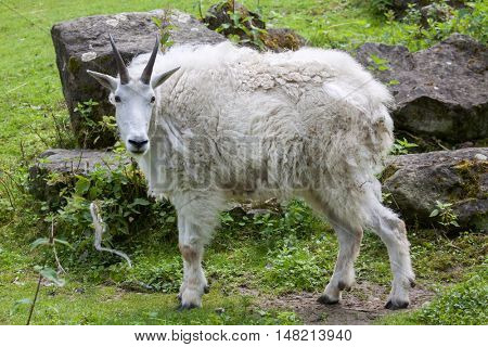 Mountain goat (Oreamnos americanus), also known as the Rocky Mountain goat. Wildlife animal. 