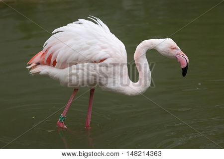 Greater flamingo (Phoenicopterus roseus). Wildlife animal. 