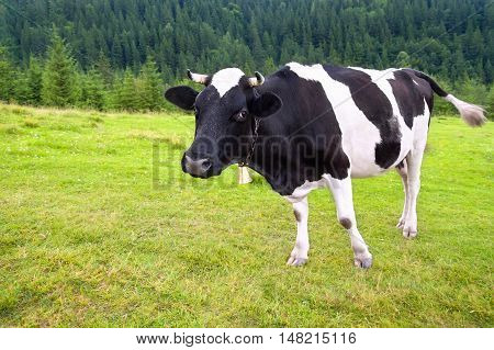 black and white cow with bell grazing on meadow in mountains. Cattle on a mountain pasture. Summer day. Cow in pasture. Mountain meadow. Green meadow in mountains and cow summer landscape.