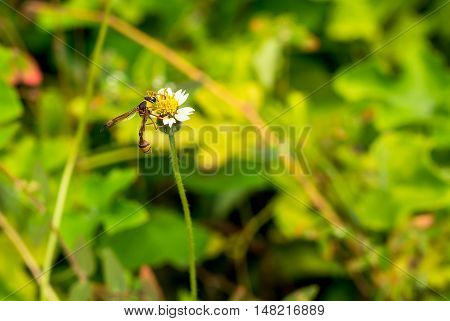 The Vespidae on flower in my garden