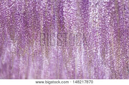 Beautiful wisteria bloomimg in end of spring season