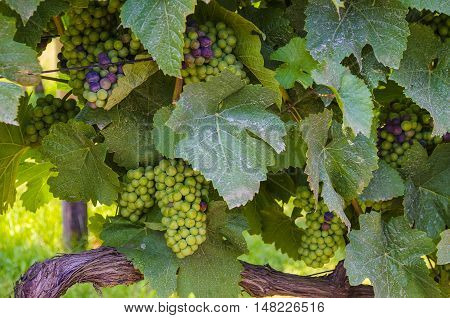 Grapes that are still ripening on the grapevine