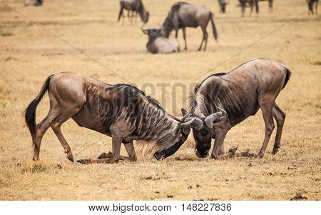 wilderbeast attack in wild kenya. animal in wild.