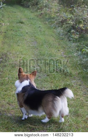 a small dog looking at a long way