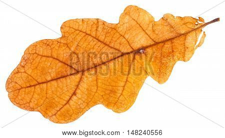 Yellow Dried Leaf Of Oak Tree Isolated On White
