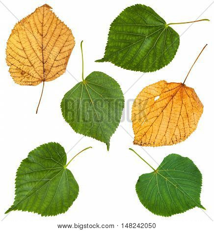 Set From Green And Yellow Leaves Of Lime Tree