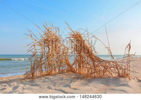 shelter made of reeds on the sandy beach