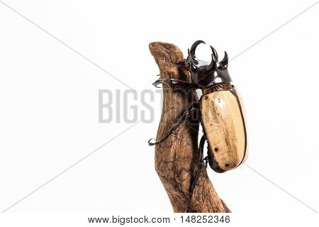 Five-horned Rhinoceros Beetle