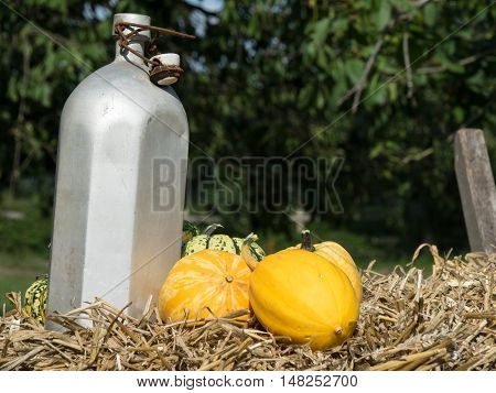 many pumpkins at thanksgivin in a german garden