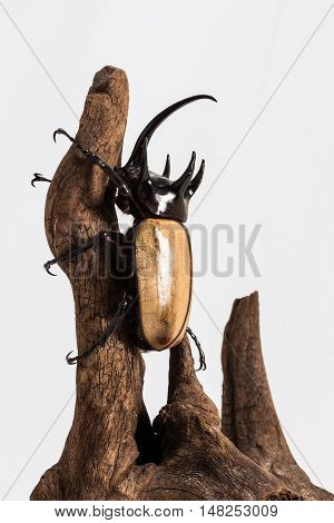 Five-horned Rhinoceros Beetle