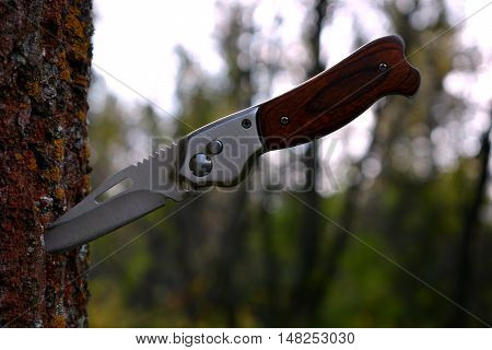 Folding knife sticking out of a tree in the forest