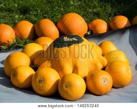many pumpkins at thanksgivin in a german garden