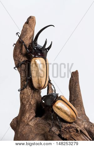Five-horned Rhinoceros Beetle