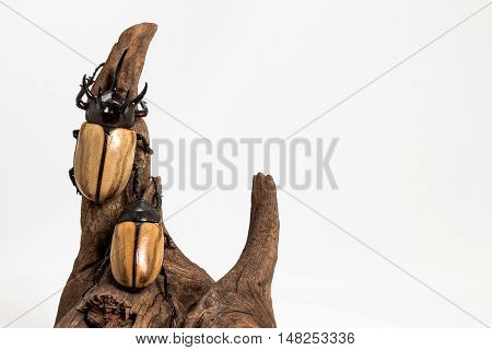 Five-horned Rhinoceros Beetle