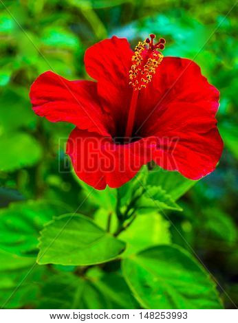 Hibiscus . Karkade . Hibiscus flower natural