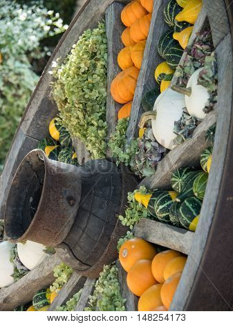 many pumpkins at thanksgivin in a german garden