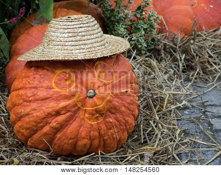 many pumpkins at thanksgivin in a german garden