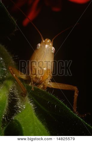 cricket portræt
