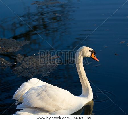 Cisne