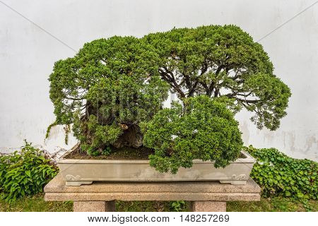 Suzhou China - October 23 2013: Bonsai tree in the Humble Administrator's Garden a Chinese garden in Suzhou a UNESCO World Heritage Site.