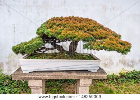 Suzhou China - October 23 2013: Bonsai tree in the Humble Administrator's Garden a Chinese garden in Suzhou a UNESCO World Heritage Site.