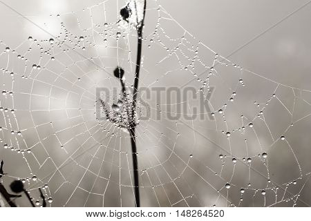 many drops of dew on a spider web