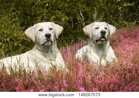two cute labrador dog puppies on a meadow with purple flowers