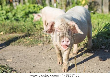 Sweet filthy Piglet on a green meadow