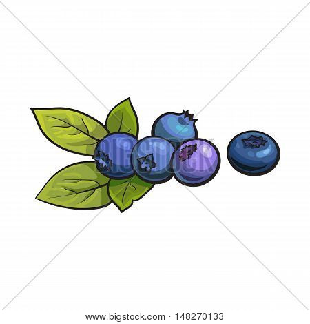 Ripe blueberry, realistic drawing vector illustration isolated on white background. Ripe blueberries and green leaves on white background, botanical illustration, design element