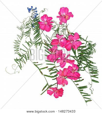 application a bouquet of dried pressing bright pink geranium flowers and small delicate leaves of sweet peas