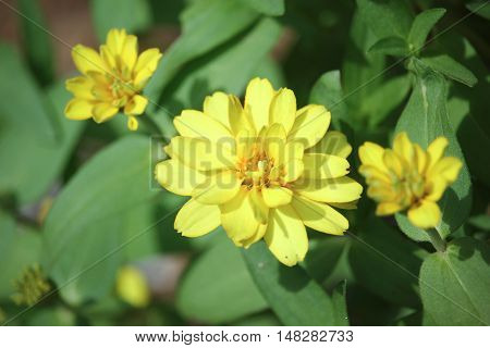 Clouse up Zinnia flower or Zinnia violacea Cav.
