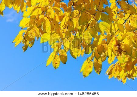 Vibrant fall yellow golden Hickory tree foliage border on blue sky, retro toned