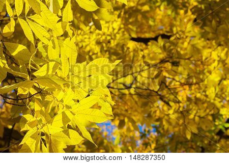 Vibrant yellow golden Hickory fall tree fresh foliage background