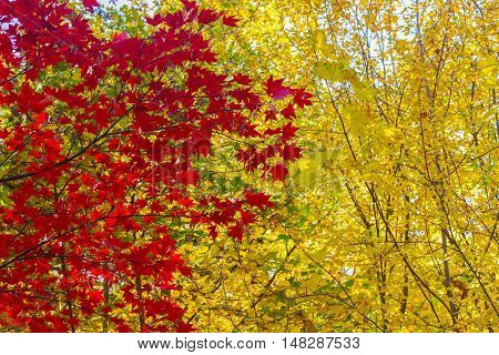 Vibrant red maple leaves in fall yellow park