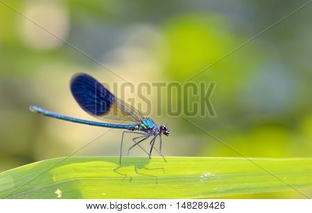 dragonfly in forest (coleopteres splendens)