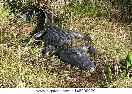 Big Crocodile is sunbathing on the meadow
